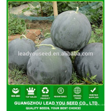 NW101 Quesi good quality round watermelon seeds for growing, seeds company